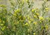 Alfalfa: opis rastlín, pestovanie a druhy