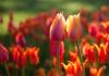 Cvijeće tulipana Opis cvijeta tulipana
