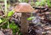 Autumn boletus mushrooms: species where they grow and how they look Boletus and boletus mushrooms how to distinguish from false ones