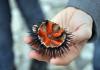 Morský ježko a kaviár: látky proti starnutiu