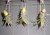 วิธีปลูกสับปะรดที่บ้าน: การปลูกสับปะรดจากด้านบน
