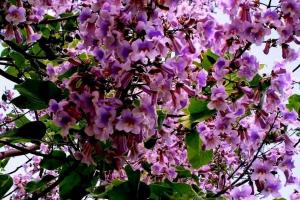 Paulownia: myths and reality in the suburbs