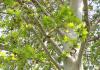 Chinar - ต้นไม้ที่นำสุขภาพ