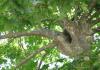 ต้นไม้ระนาบ - ต้นไม้อายุยืน: การปลูก การดูแล และการเพาะต้นระนาบ Platan tree จากริ้วรอย