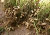 Ise maapähklite kasvatamine: külvamise, hooldamise, koristamise reeglid