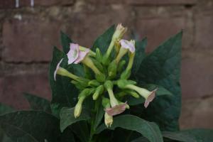 Growing tobacco in the garden for smoking: collection and preparation, video Growing smoking tobacco in open ground