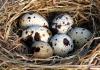 Ako brať prepeličie vajcia: výhody a škody