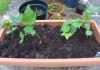Cucumber seedlings have stretched out, what to do, why this happens
