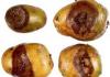 Kartulihaigused - kärntõve, kuivmädaniku fotod, kirjeldused ja ravi Toores kartulimädanik