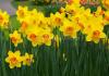 Paper daffodils: step-by-step instructions on how to make them yourself (90 photos)