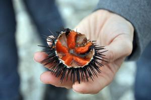 Morský ježko a kaviár: látky proti starnutiu