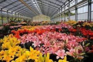 How to make money growing tulips?