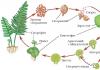 Papraď - popis s fotografiou rastliny;  jeho vlastnosti (výhody a škody);  použitie pri varení;  liečba paprade (s kontraindikáciami)
