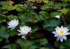 Lekno (lekno): krásne fotografie a popis rastliny V akej vode rastú lekná
