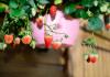 Ampeloossed või ronivad maasikad: kasvuvõimalused, hooldus, foto Tomati viljade õitemädanik