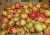 Õunapuude pookimise reeglid ja meetodid kevadel, suvel, sügisel